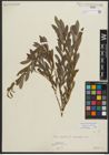 Foto von Salix purpurea L.